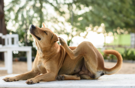 Spring Allergies in Pets